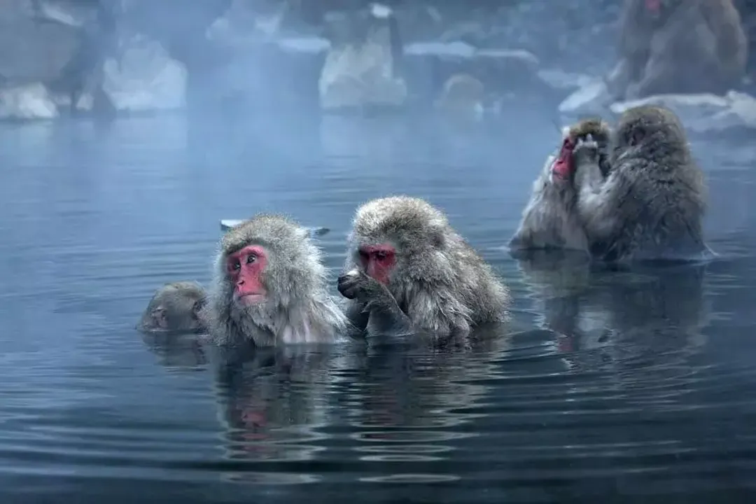 How long do Japanese macaques live?, Group Dynamics
