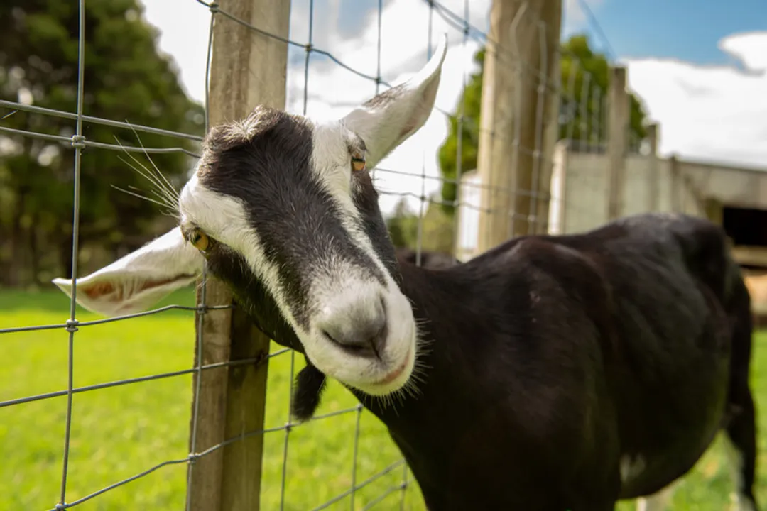 How long do Kiko goats live?, Typical Longevity