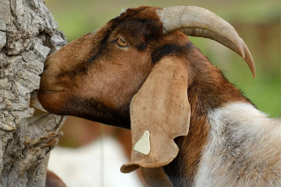 How long do Kiko goats live?, Health Factors