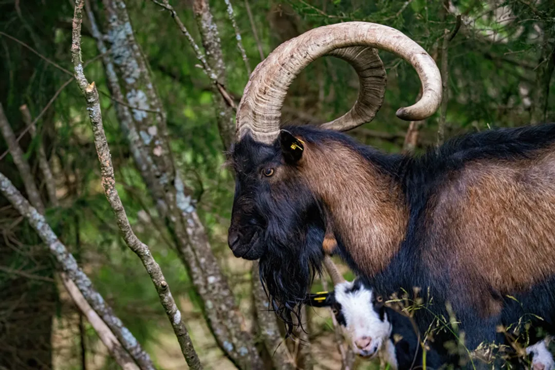 How long do Kiko goats live?, Production Cycles