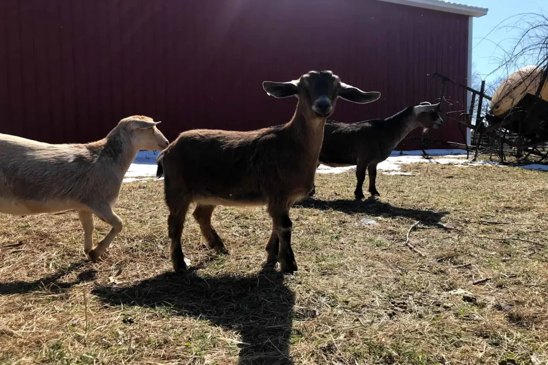 How long do Kinder goats live for?, Breed Hardiness