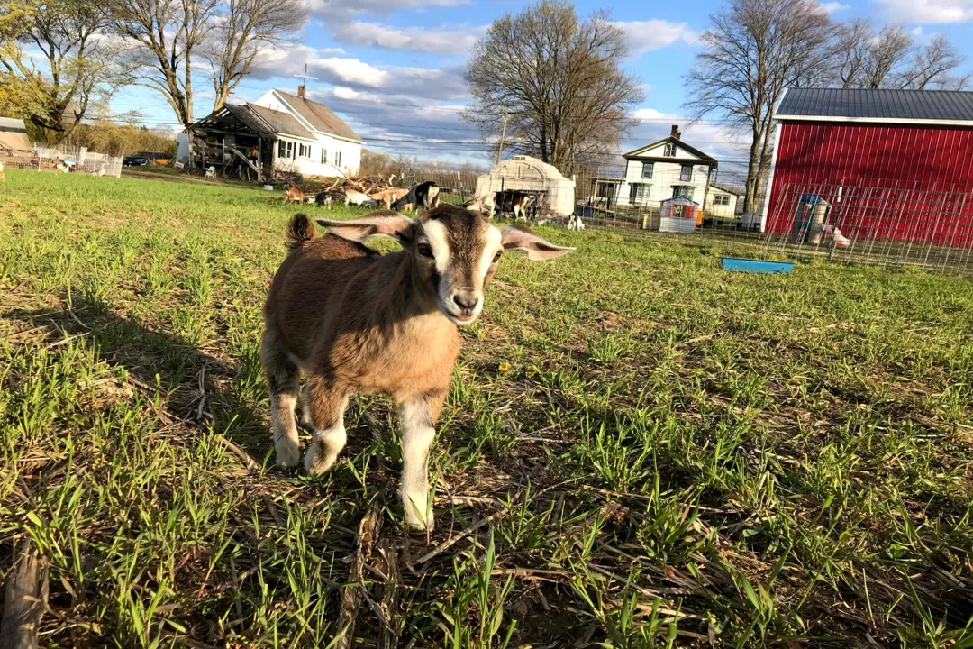 How long do Kinder goats live for?, Extending Years