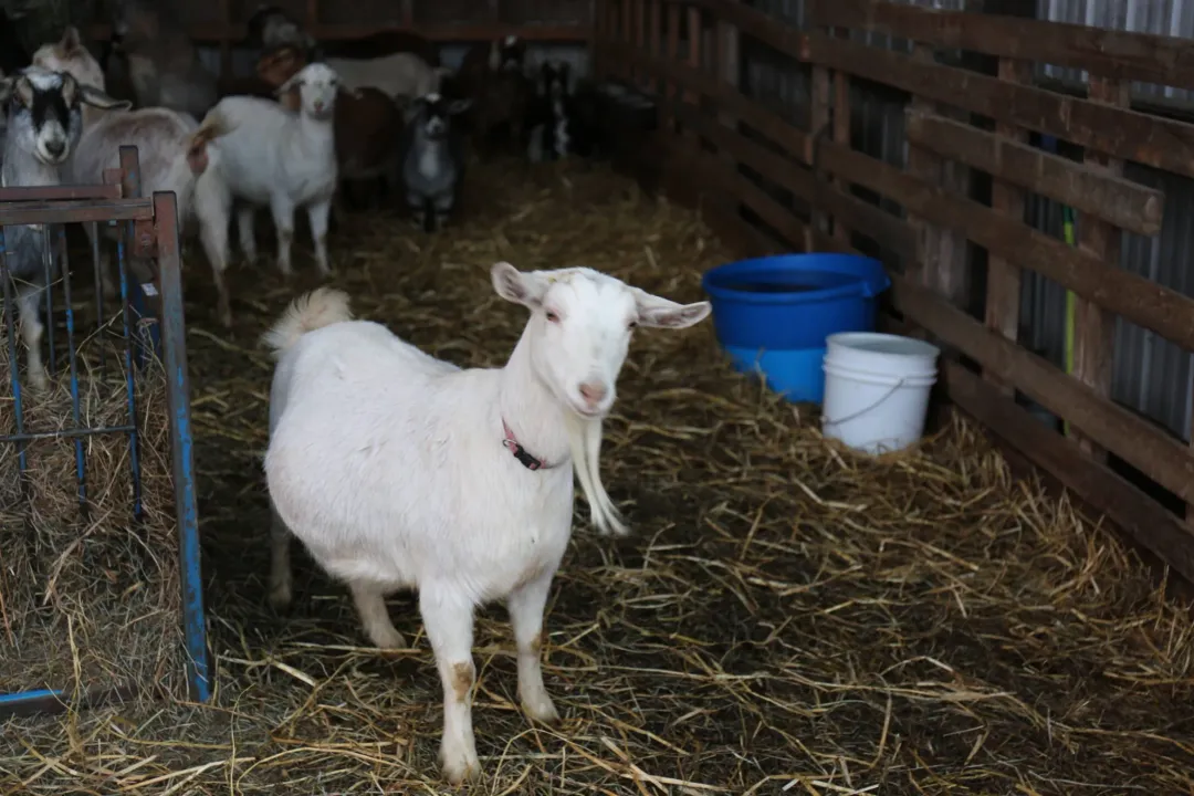 How long do Kinder goats live for?, Workload Effect