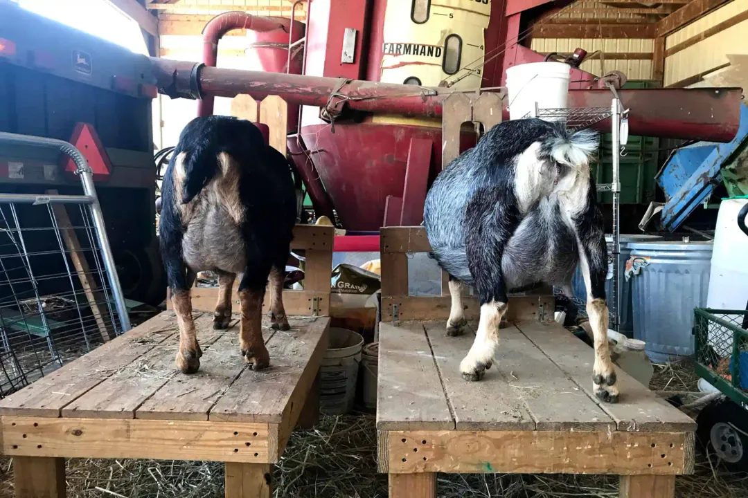 How long do Kinder goats live for?, Average Years