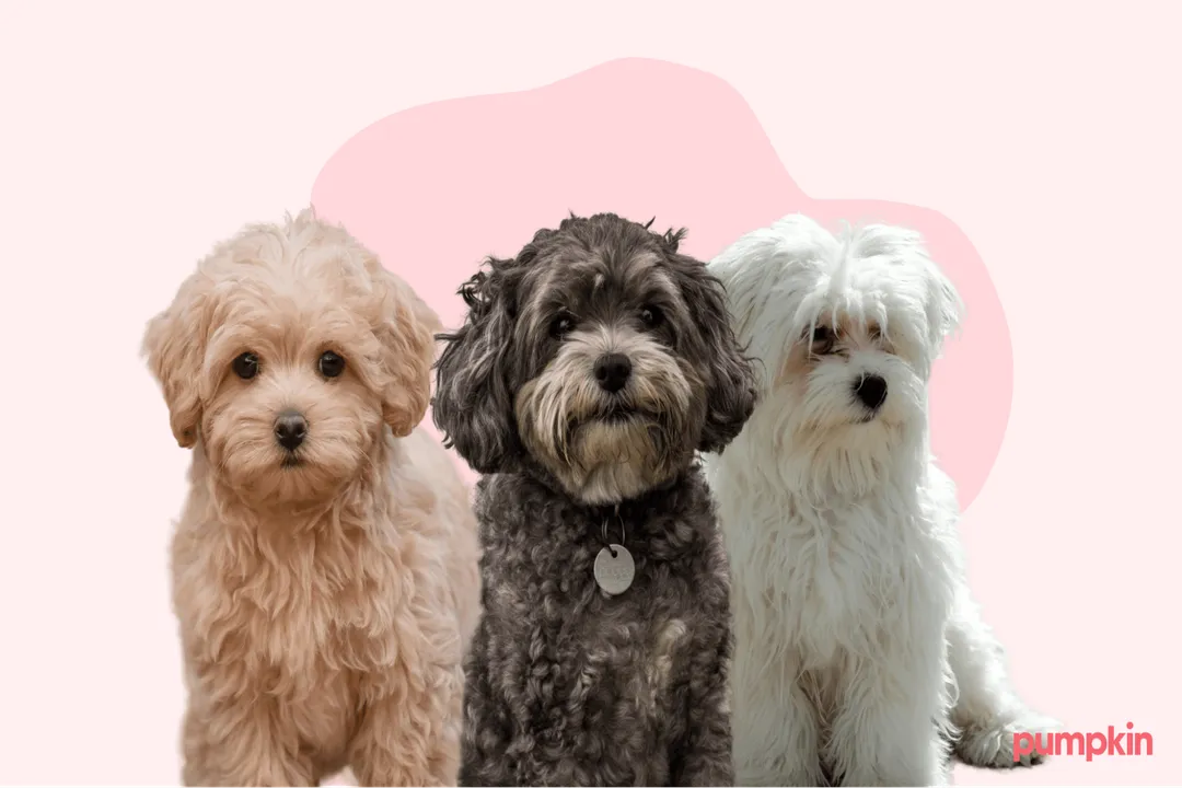 How long do Maltipom dogs live?, Longevity Determinants