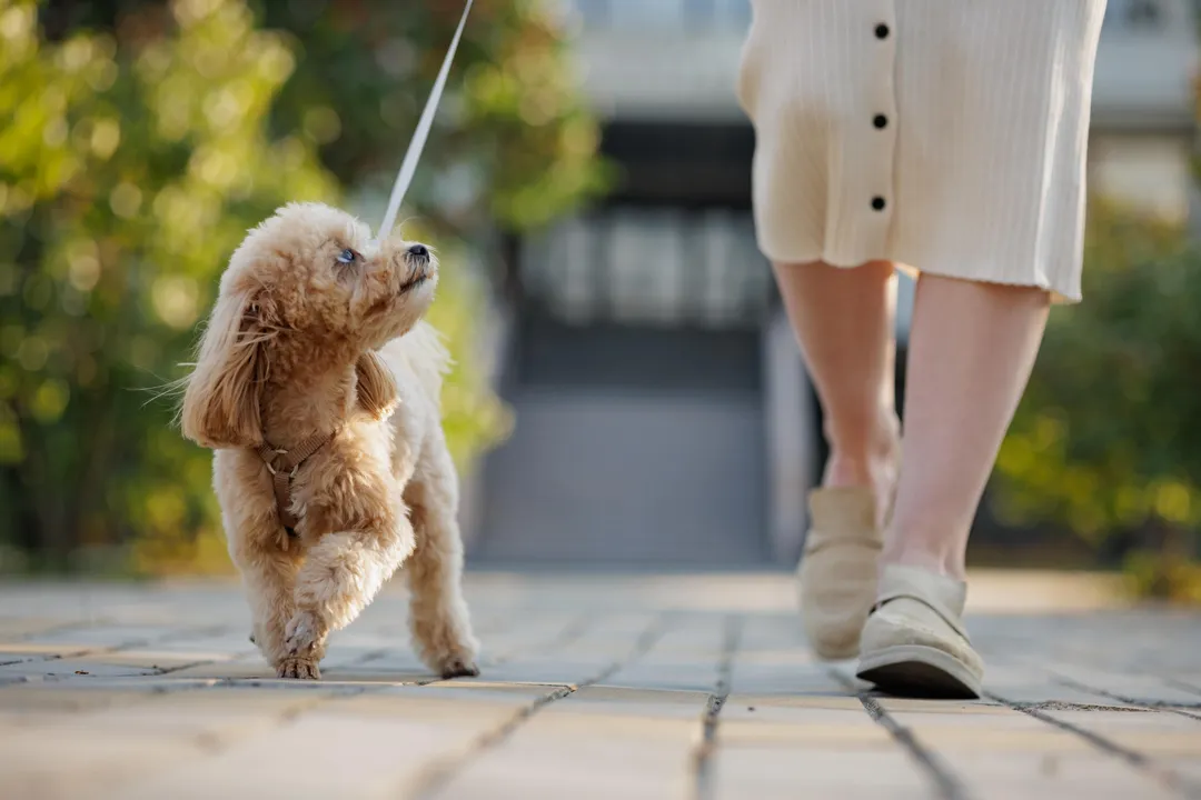 How long do Maltipom dogs live?, Lifespan Projection Summary