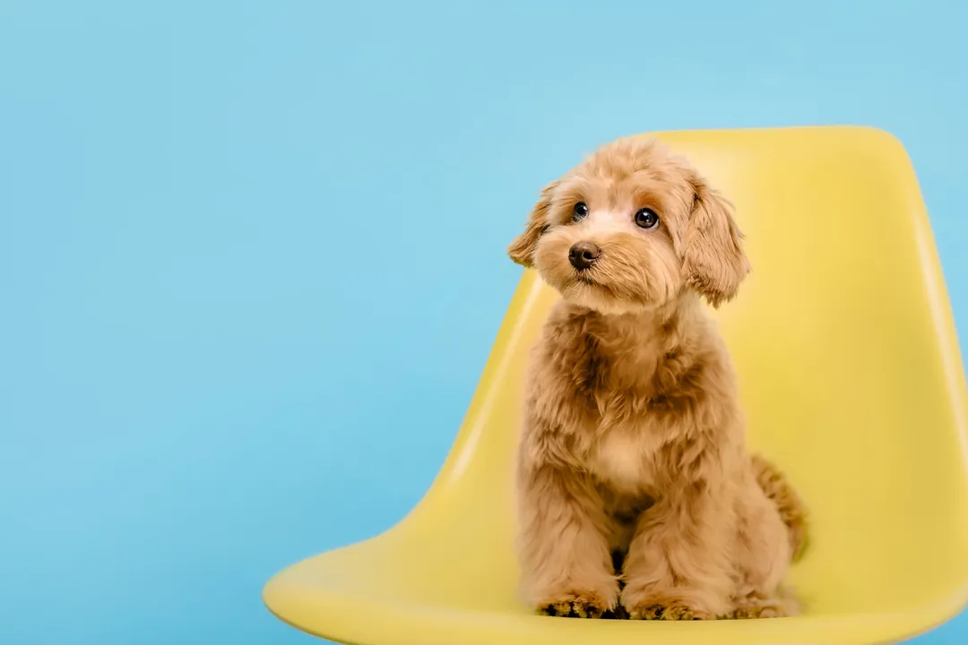 How long do Maltipom dogs live?, Common Concerns