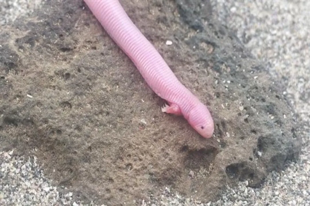 How long do Mexican mole lizards live?, Lifespan Data Scarcity