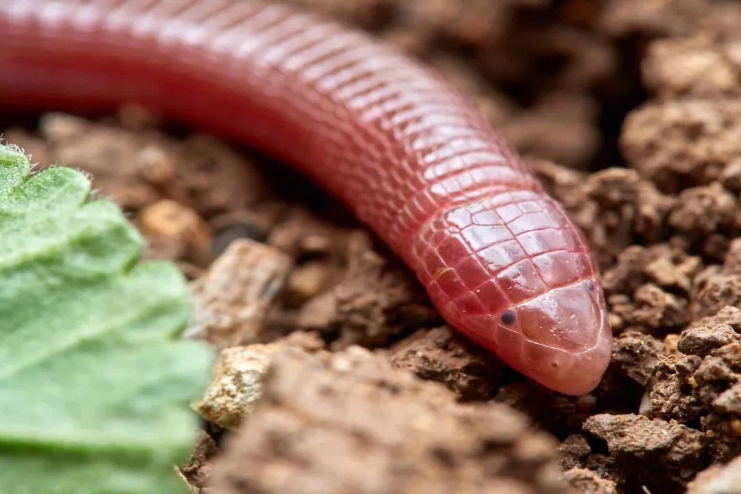How long do Mexican mole lizards live?, Subterranean Habits