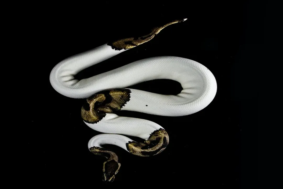 How long do piebald pythons live?, Wild Survival Rates