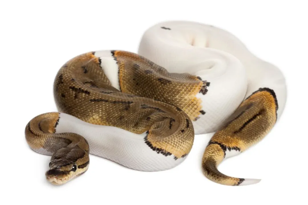 How long do piebald pythons live?, Captive Lifespan