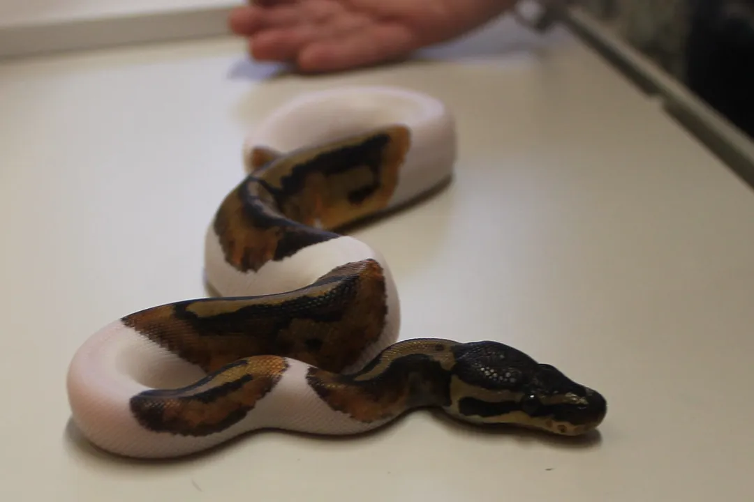 How long do piebald pythons live?, Piebald Genetics