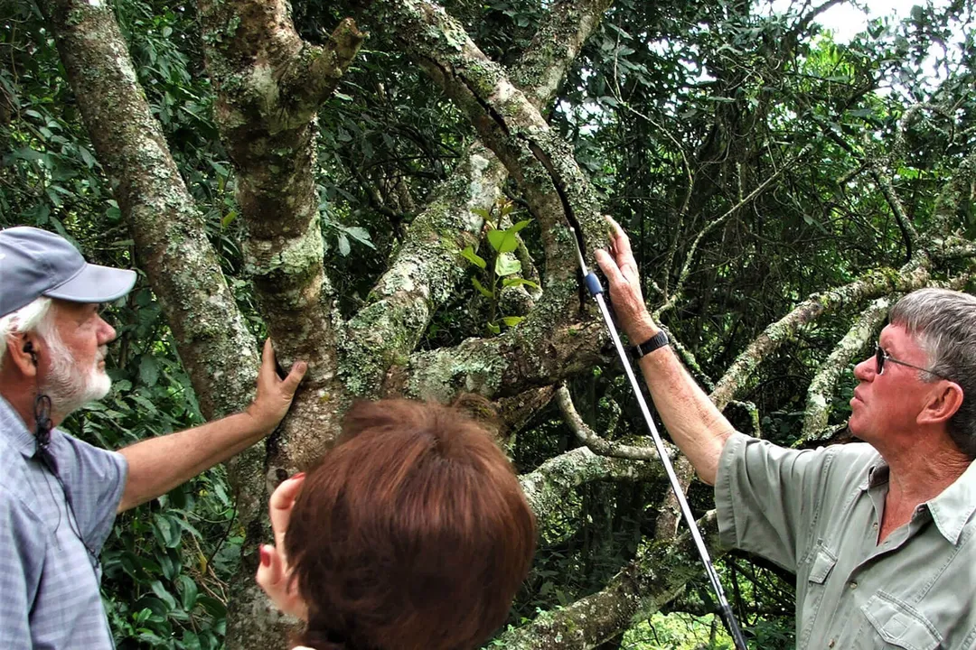 How long do twig snakes live?, Captive Life Versus Wild Survival