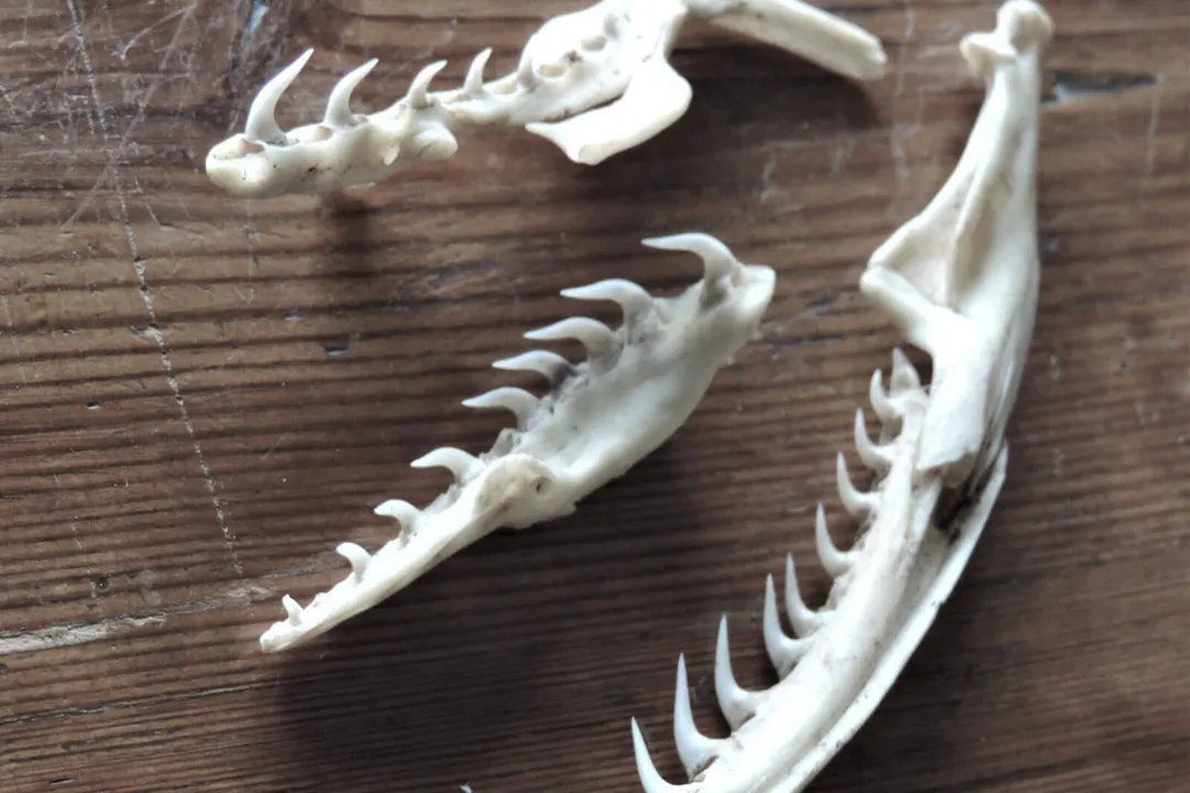 How long do twig snakes live?, Longevity Comparisons