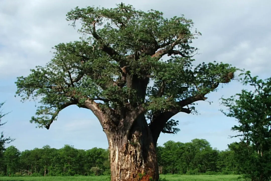 How long do twig snakes live?, Species Range