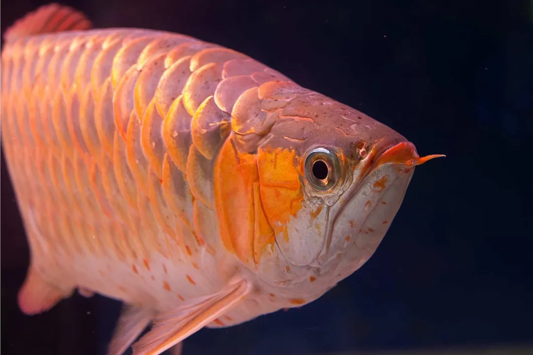 How long does Asian arowana live?