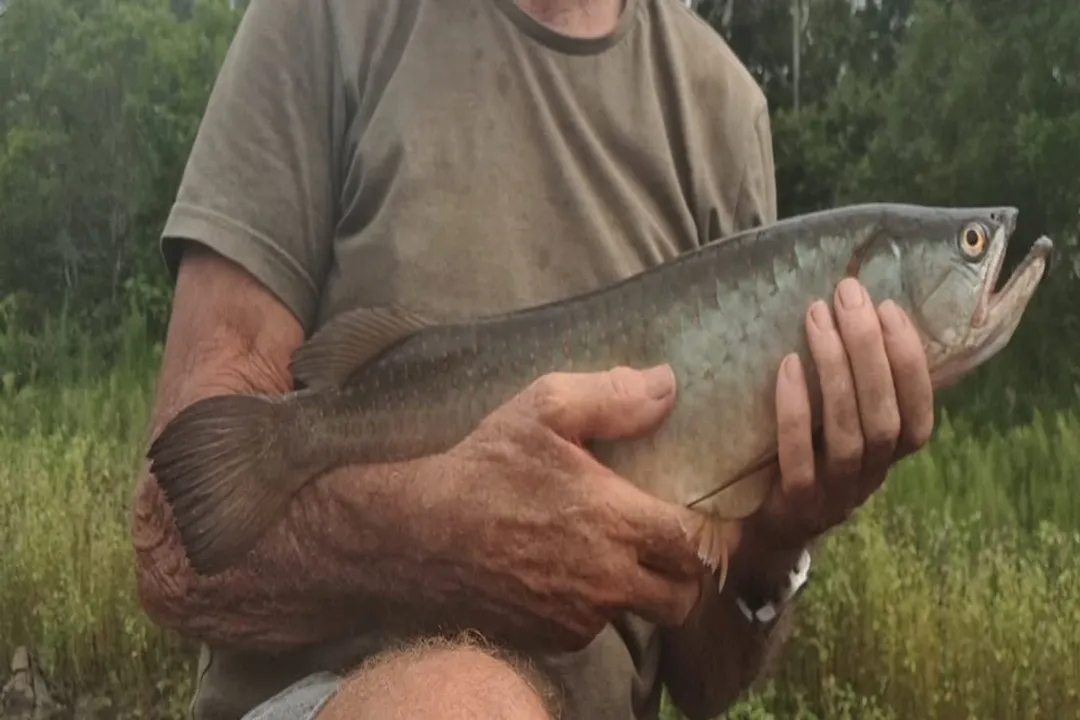 How long does Asian arowana live?, Wild Time