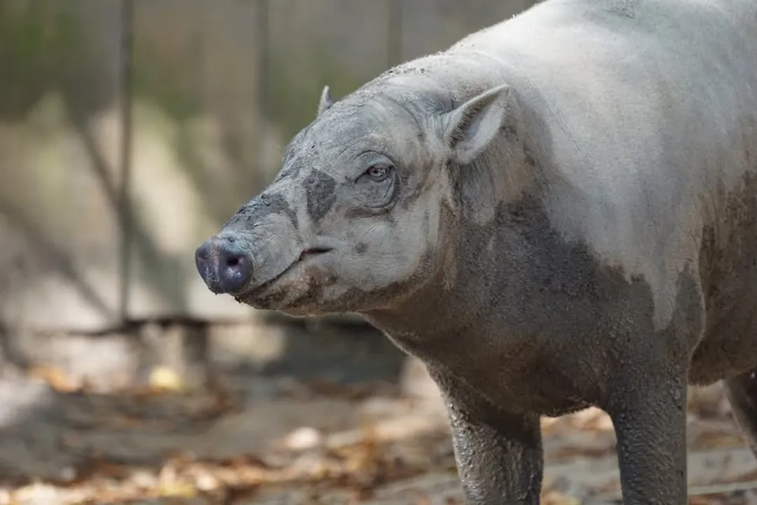How many babirusas are left in the world?