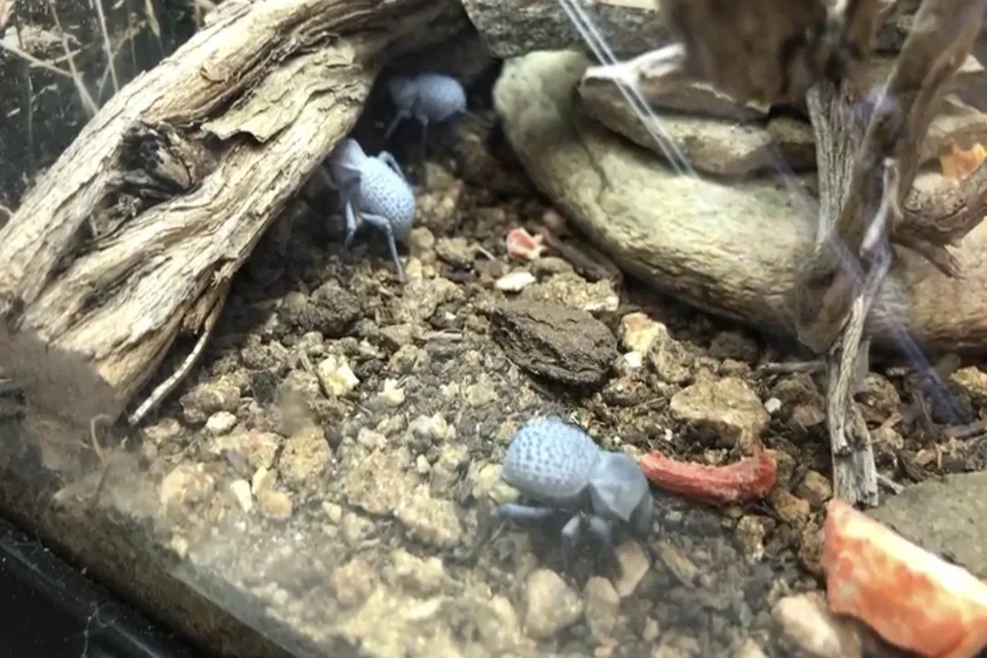 How many Blue Death Feigning Beetles per gallon?, Long Term Vision