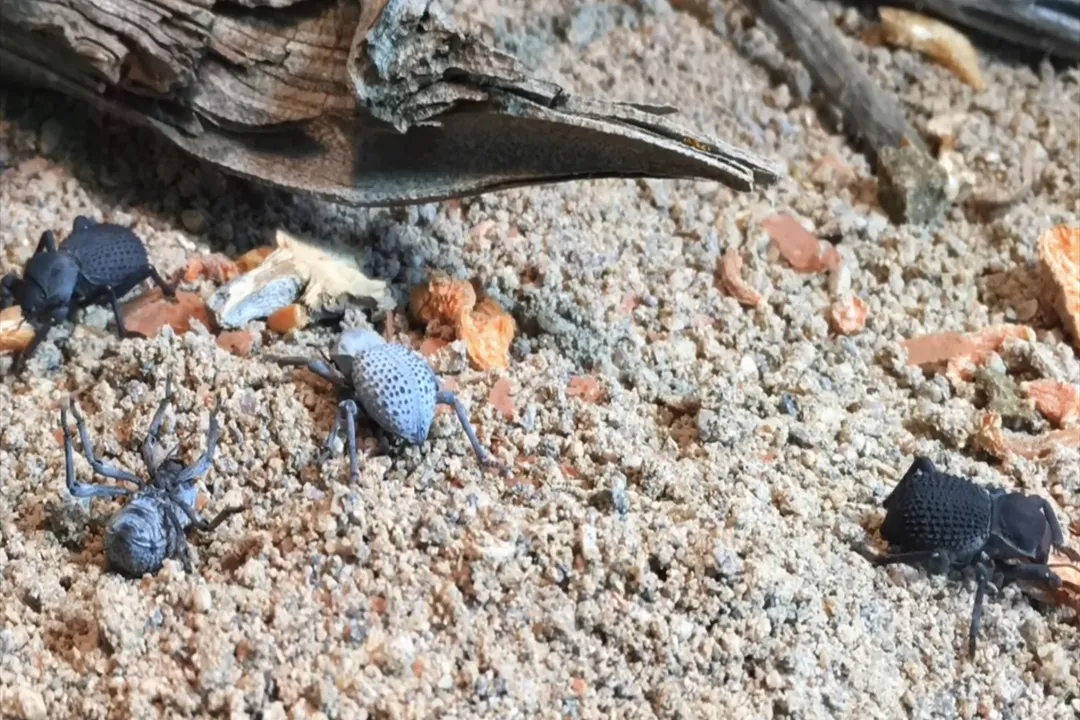 How many Blue Death Feigning Beetles per gallon?, Substrate Depth Factor