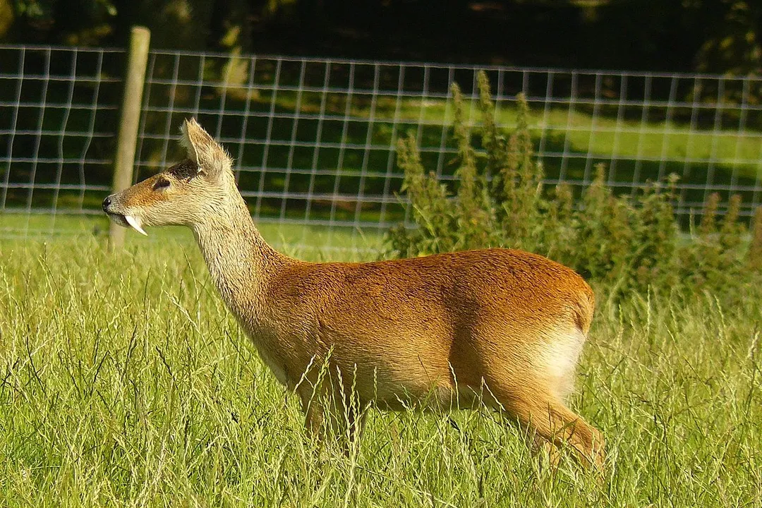 What are the ancestral homelands of the Chinese water deer (Hydropotes inermis)?