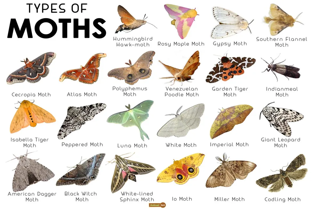 How many comet moth species exist?, Defining Features