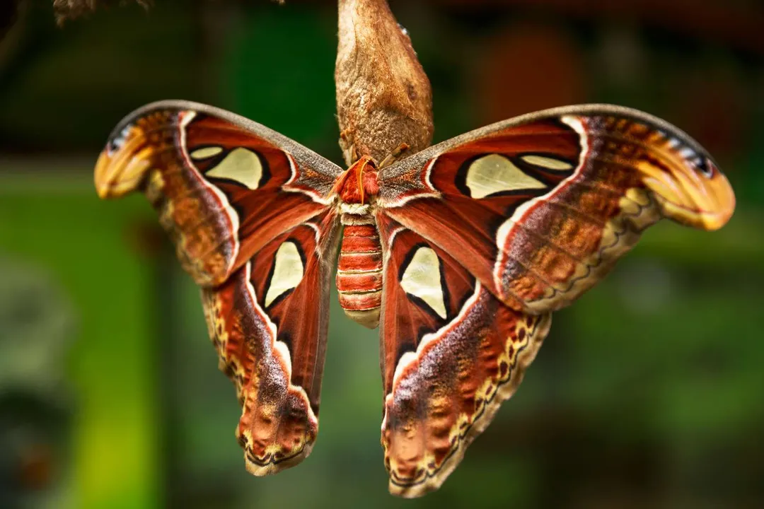 What is the Comet Moth's primary defense mechanism against nocturnal predators like bats?