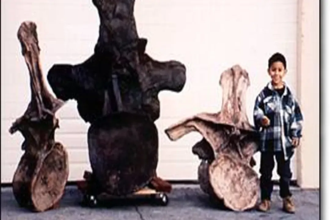 How many complete Argentinosaurus have been found?, Discovery Context