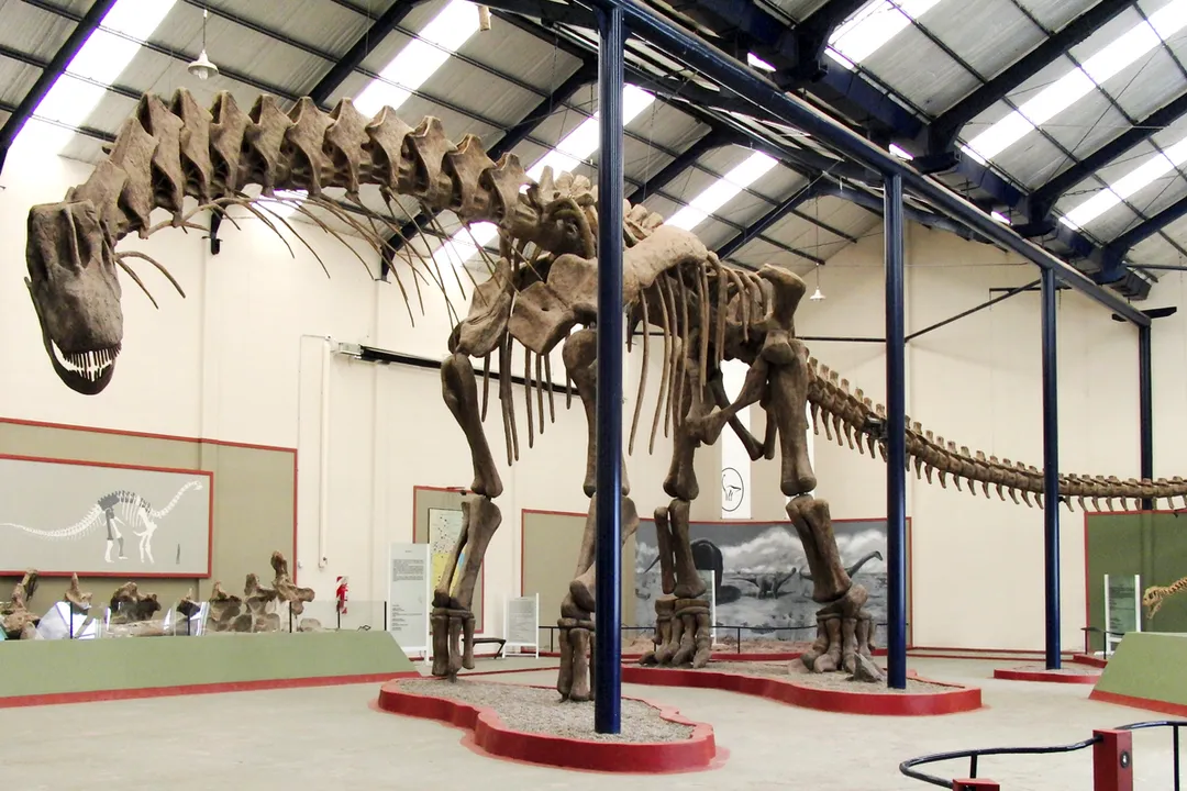 How many complete Argentinosaurus have been found?