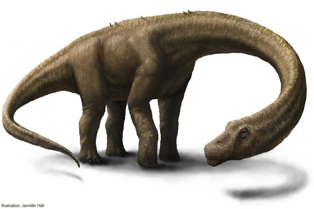 How many complete Argentinosaurus have been found?, Fossil Record