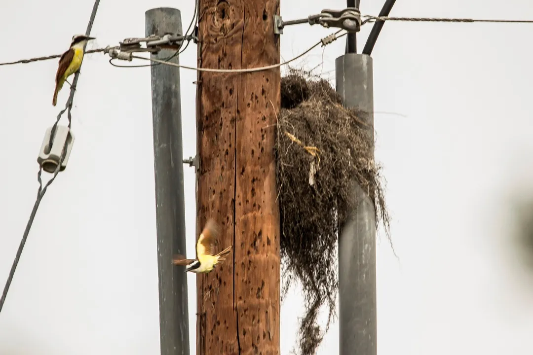 How many eggs do great kiskadees lay?