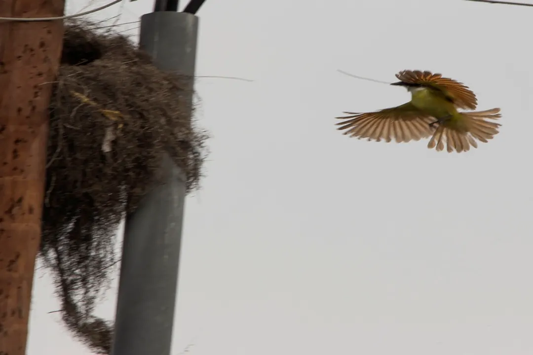 How many eggs do great kiskadees lay?, Incubation Duty