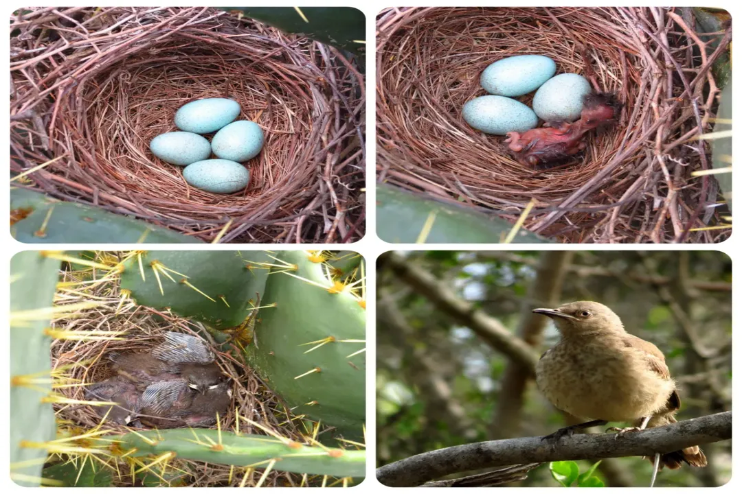 How many eggs do great kiskadees lay?, Fledging Success