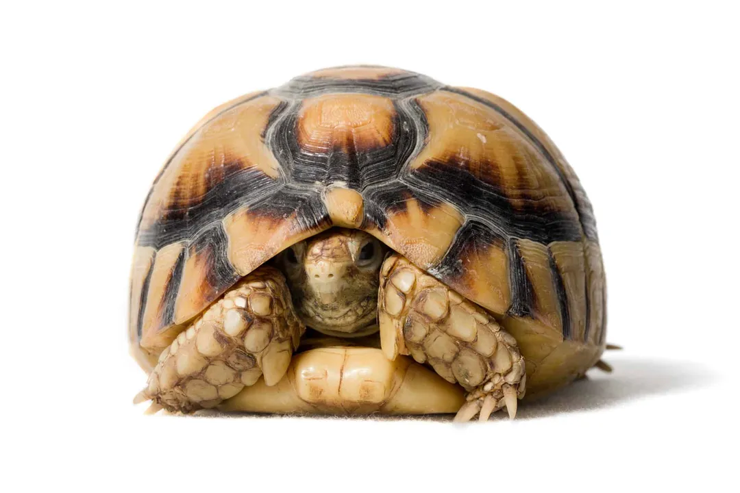 How many Egyptian tortoises are left?