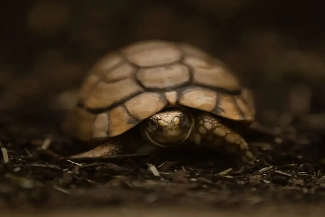 How many Egyptian tortoises are left?, Listing Status