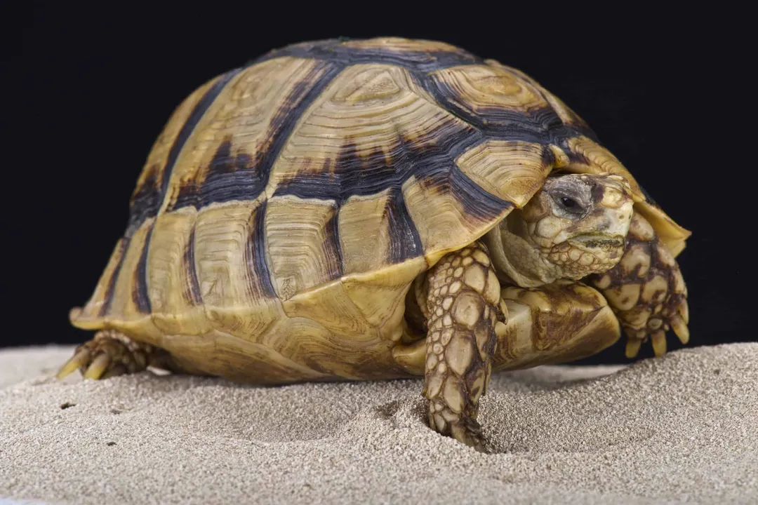 How many Egyptian tortoises are left?, Geographic Scope
