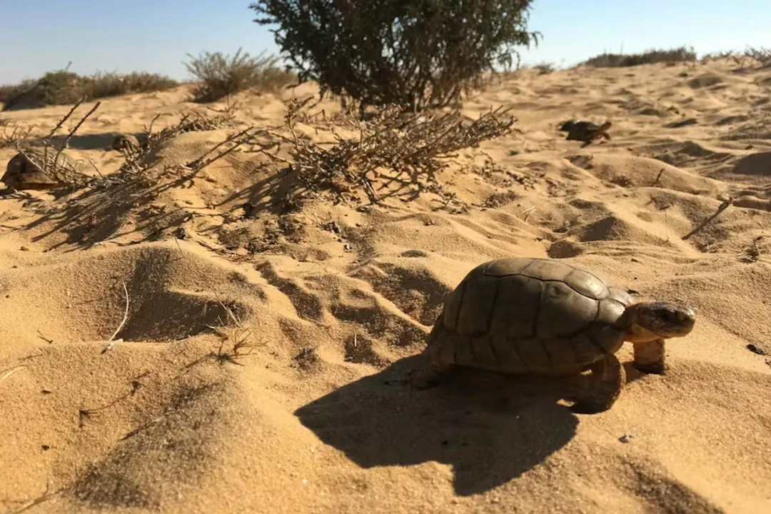 How many Egyptian tortoises are left?, Pressures Mounting