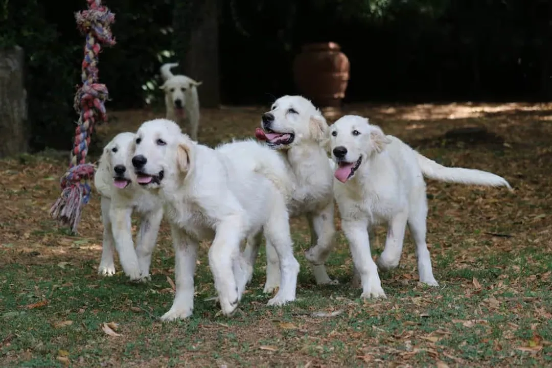 How many English cream golden retrievers are there?