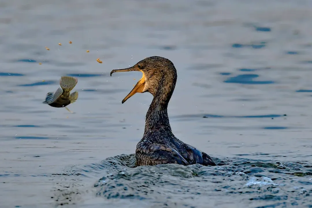 How many fish a day does a cormorant eat?