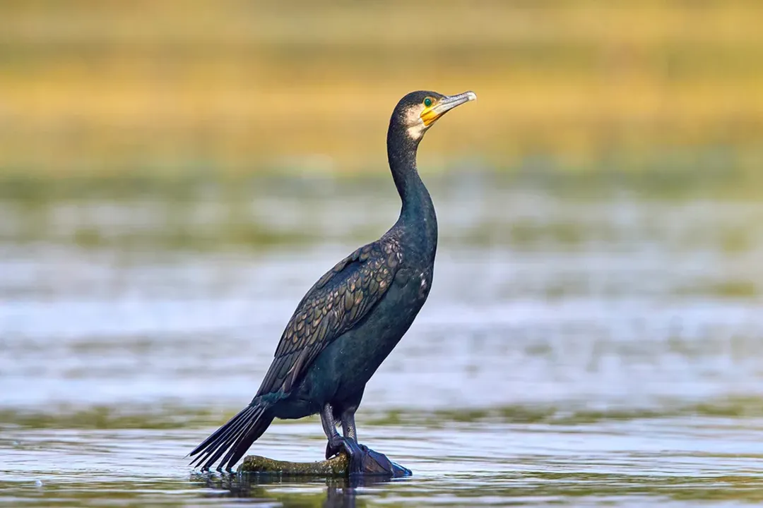 How many fish a day does a cormorant eat?, Population Pressure