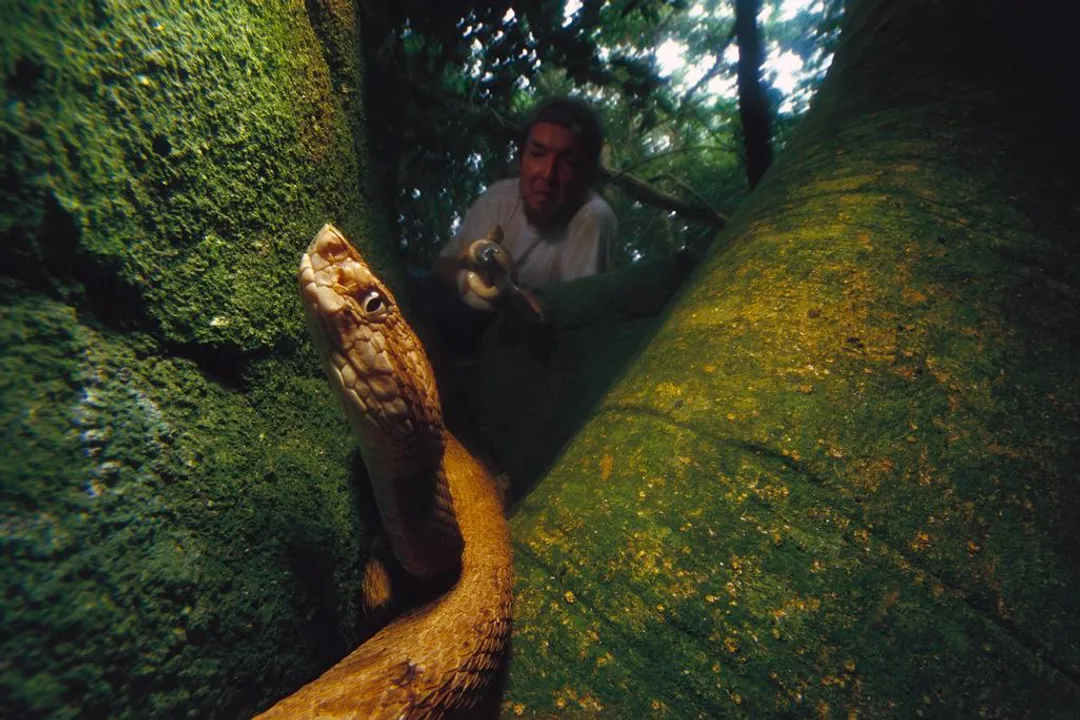 How many golden lanceheads are left?, Density Shock