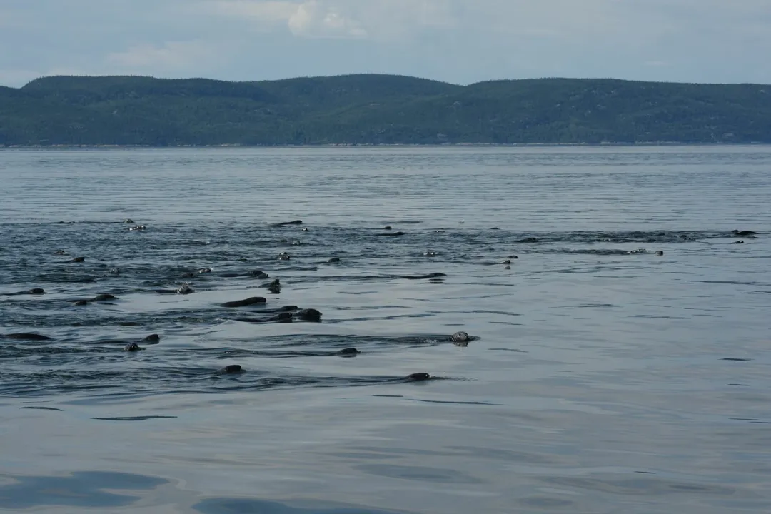 How many grey seals are left?, Northeast Atlantic