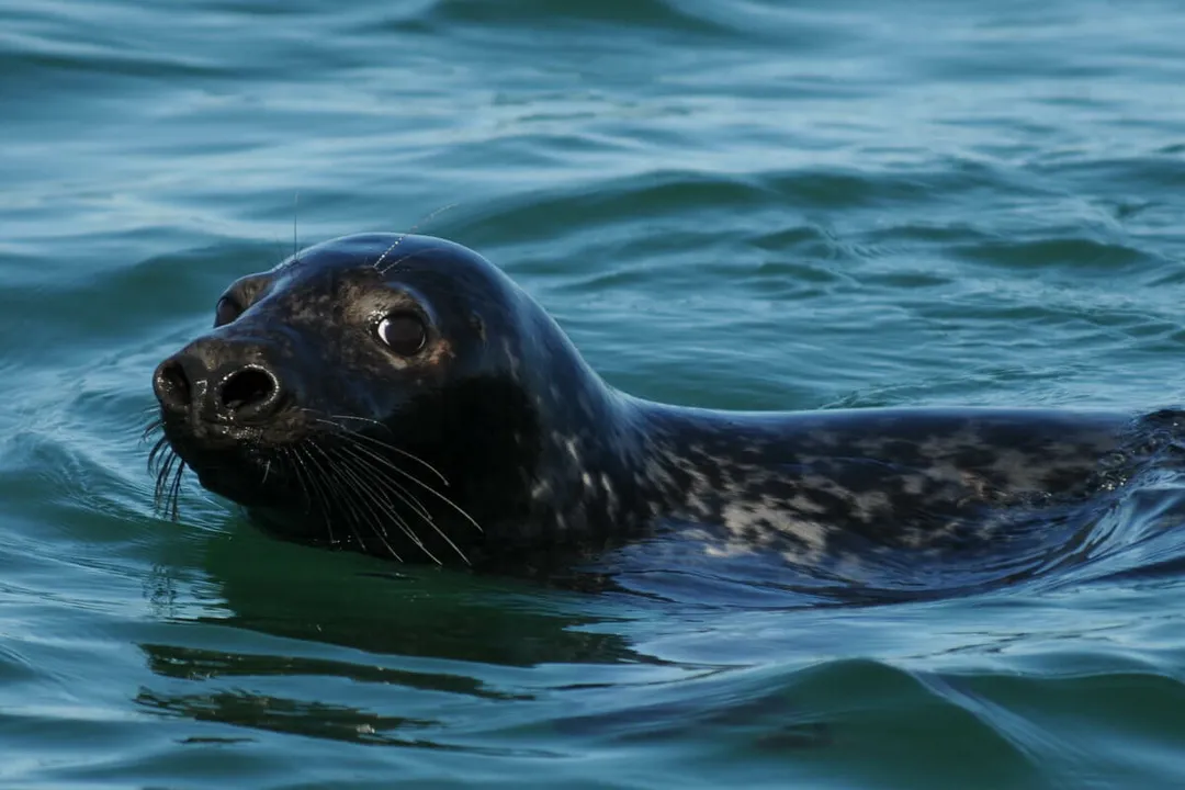 How many grey seals are left?, Northwest Atlantic