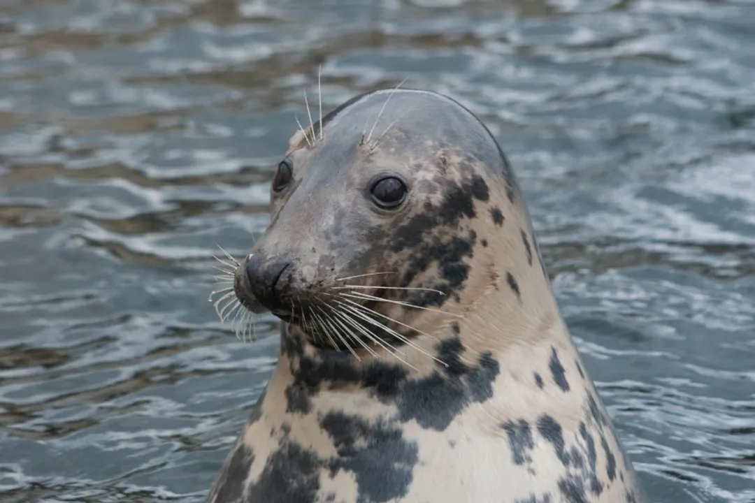 How many grey seals are left?, Baltic Recovery