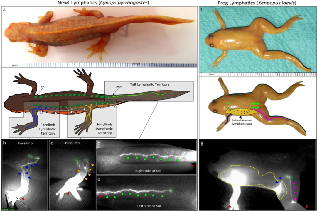 How many hearts does a newt have?, Chamber System
