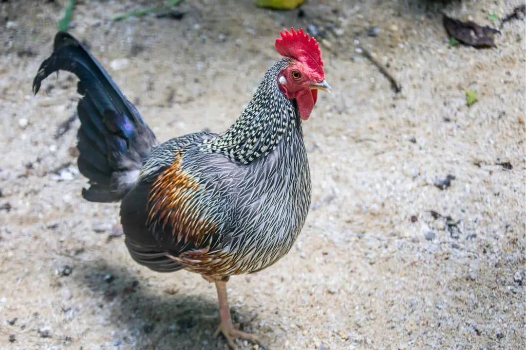 How many jungle fowl are there?, Red Ancestor