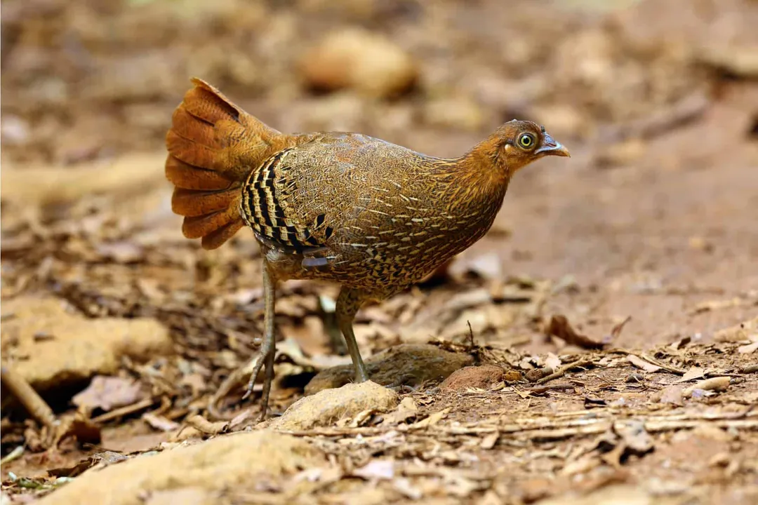 How many jungle fowl are there?, Green Junglefowl Details