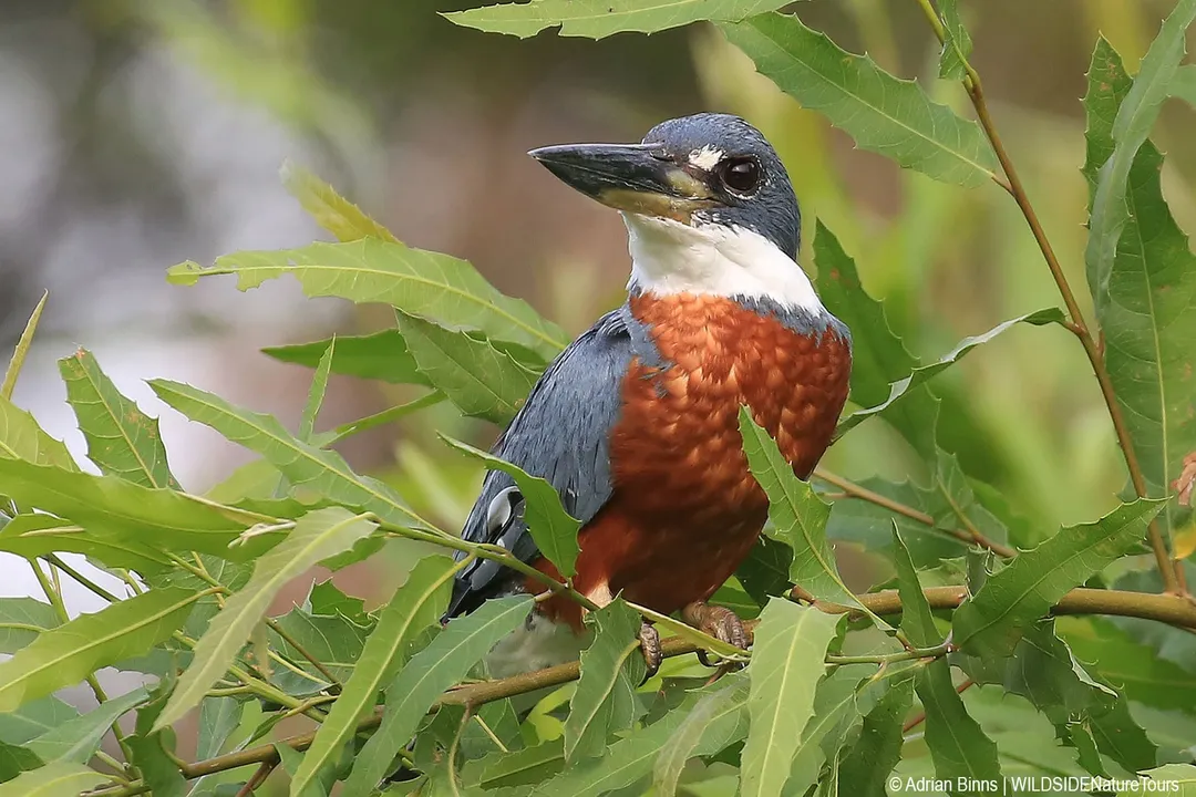 How many kingfisher species are there in North America?, Gender Marks