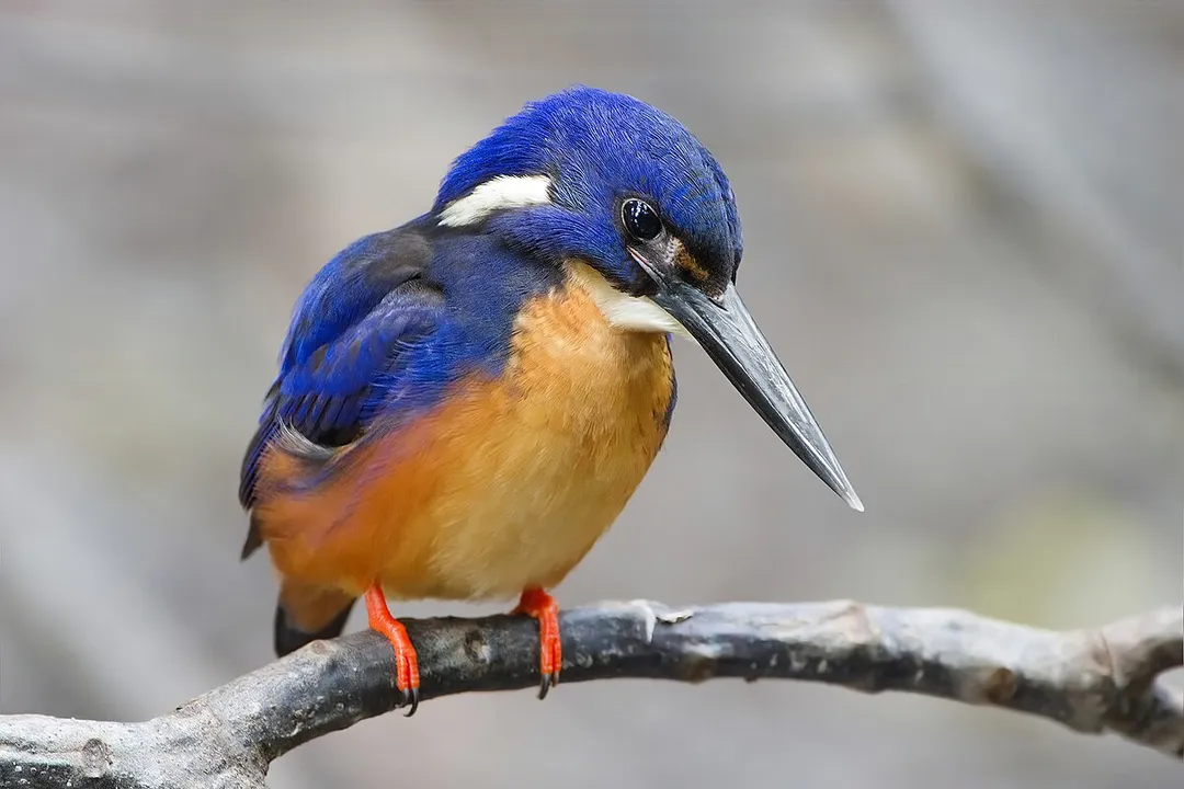 How many kingfisher species are there in North America?