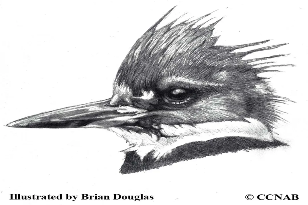 How many kingfisher species are there in North America?, Southern Accents